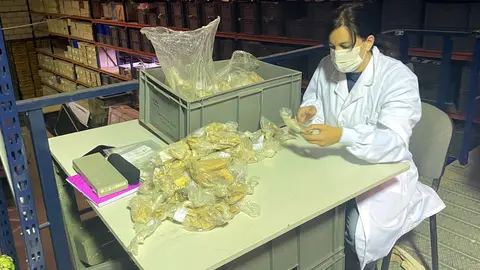 La Dra. Galindo-Pellicena selecciona en los almacenes del Museo de Ciudad Real muestras de ovejas prehistóricas enterradas y recuperadas en los túmulos de Castillejo del Bonete.