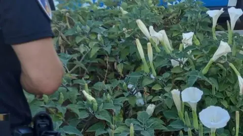 La plantas intervenidas de estramonio
Foto: POLICÍA LOCAL