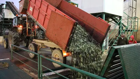 Cooperativa aceituna