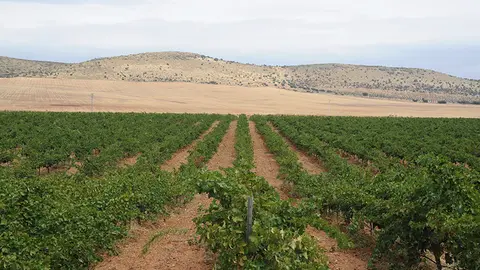 Viña en el Campo de Montiel