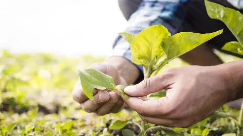 La compra y venta de los derechos PAC: ¿en qué consiste?