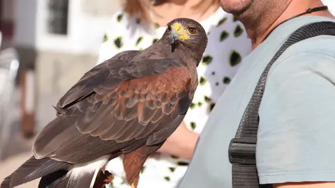 Águila de Harris para el control de la plaga de palomas (11)