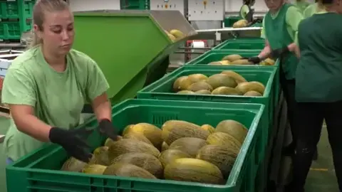 Planta de melón de Mercomancha
