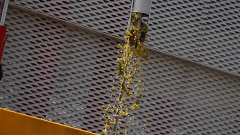 Inicio de la vendimia 2023 en la Cooperativa Jesús del Perdón-Bodegas Yuntero (5)