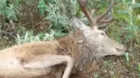 Fuente Instituto Investigación Especies Cinegéticas