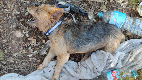 2º PERRO RESCATADO LAGUNAS DE RUIDERA