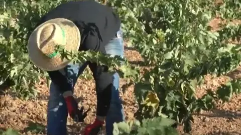 Vendimia en Valdepeñas 2