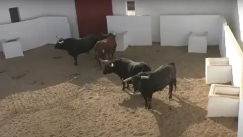 Toros corrida de Valdepeñas