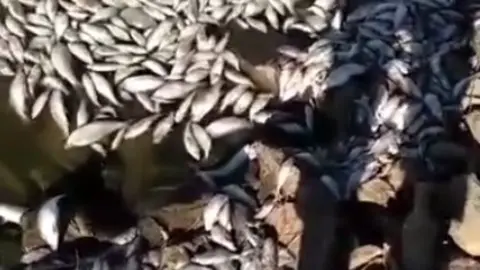 Peces muertos en La Cabezuela