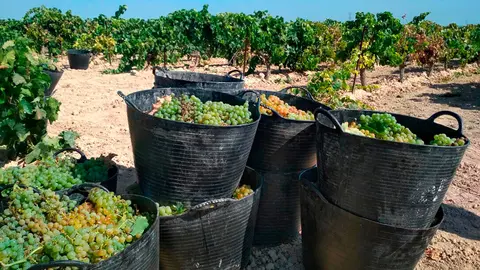 Vendimia en Valdepeñas