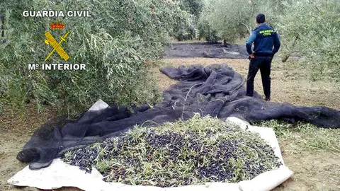 Archivo Guardia Civil robo aceituna