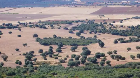 Mosaico mediterraneo de los Campos de Montiel