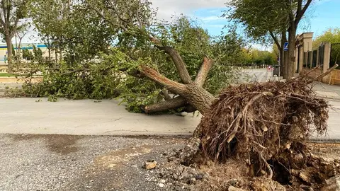 -Árbol_arrancado_por_el_viento_junto_al_parque_La_Moheda