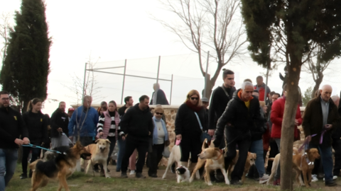 -Muchos animales en la bendición de San Antón