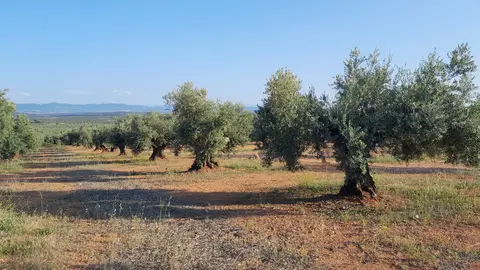 Olivar en el Campo de Montiel