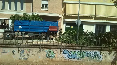 UxV propone una Ordenanza de Protección del Arbolado