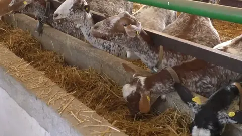 Explotación ganadera en Valdepeñas