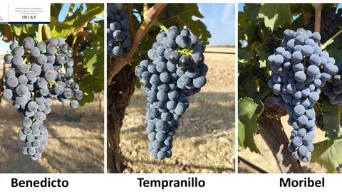 Linaje del Tempranillo_IRIAF
