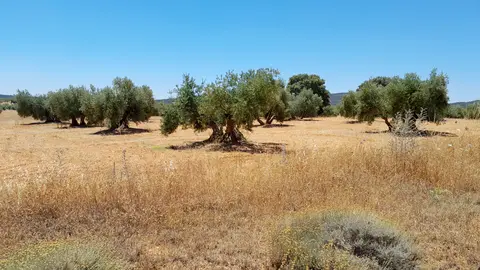 Producción olivarera