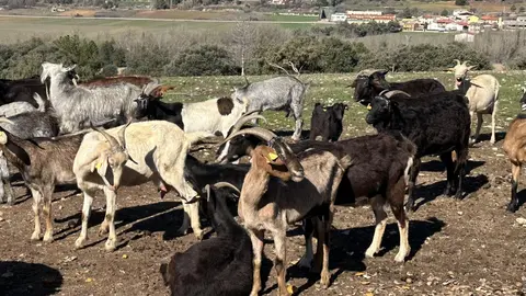 Archivo Sanidad ganadera