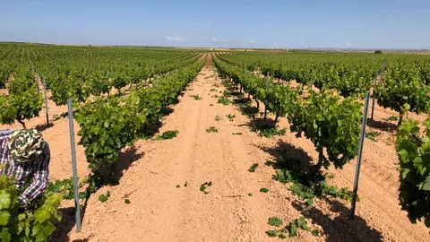 Foto castillalamancha.es