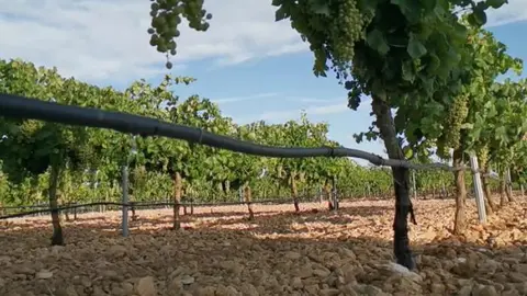 Viña en regadío Fuente ASAJA