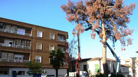 El pino, horas antes de ser talado