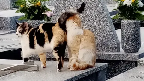 Colinia felina en el cementerio de Valdepeñas