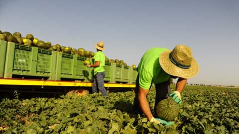 Campaña de melón Archivo ASAJA
