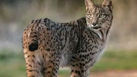 Lince ibérico