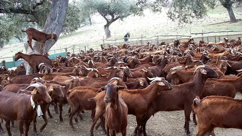 Ganadería caprina