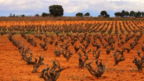 Viñedo tradicional en Valdepeñas