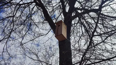 INSTALACIÓN NIDOS PLAN RENATURALIZACIÓN URBANA VALDEPEÑAS (1)
