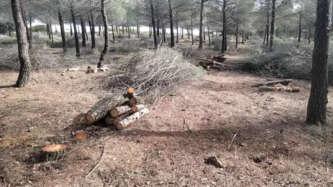 Podas_Pinos_LegadoBustillo