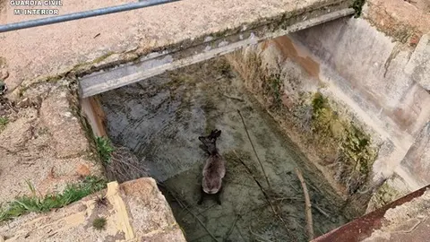 Corzo caído a un canal en Ruidera