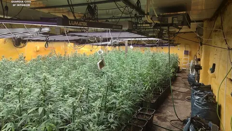 La plantación desmanteada de marihuana