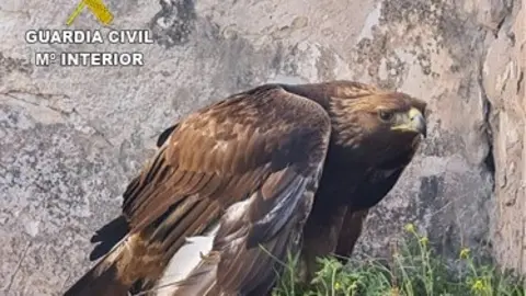 Águila herida2