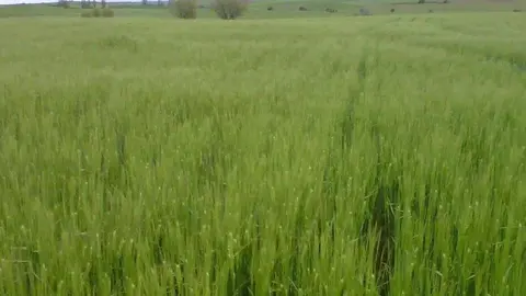 Cereales archivo ASAJA