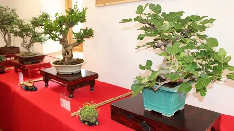 250525 VA-EXP BONSAIS 5