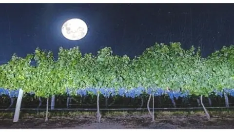 Luna llena en el Trebolar