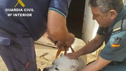 Perro abandonado y encerrado