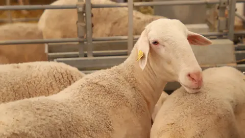 129º subasta de sementales de raza ovina manchega (Fercam 2025) (1)