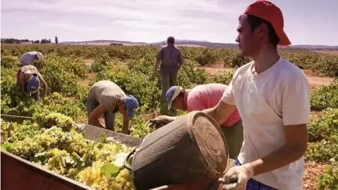 Archivo Trabajadores en vendimia
