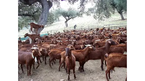 Ganado caprino