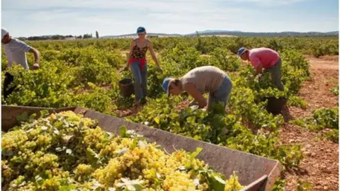 Archivo Vendimia en Valdepeñas