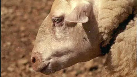 Fuente Ministerio de Agricultura