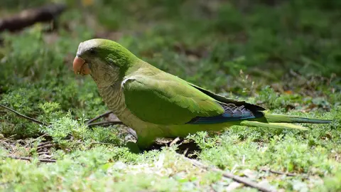 Cotorra argentina especie invasora