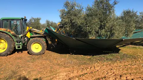 Archivo ASAJA recogida mecanizada de aceituna