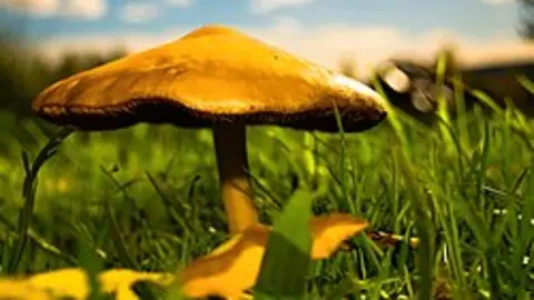 Wikipedia Micología