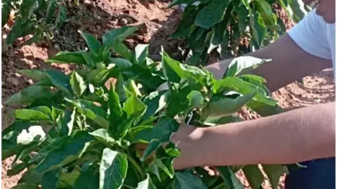 Curso de iniciación a la agricultura ecológica